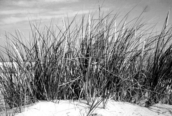 Photo of American Beachgrass.